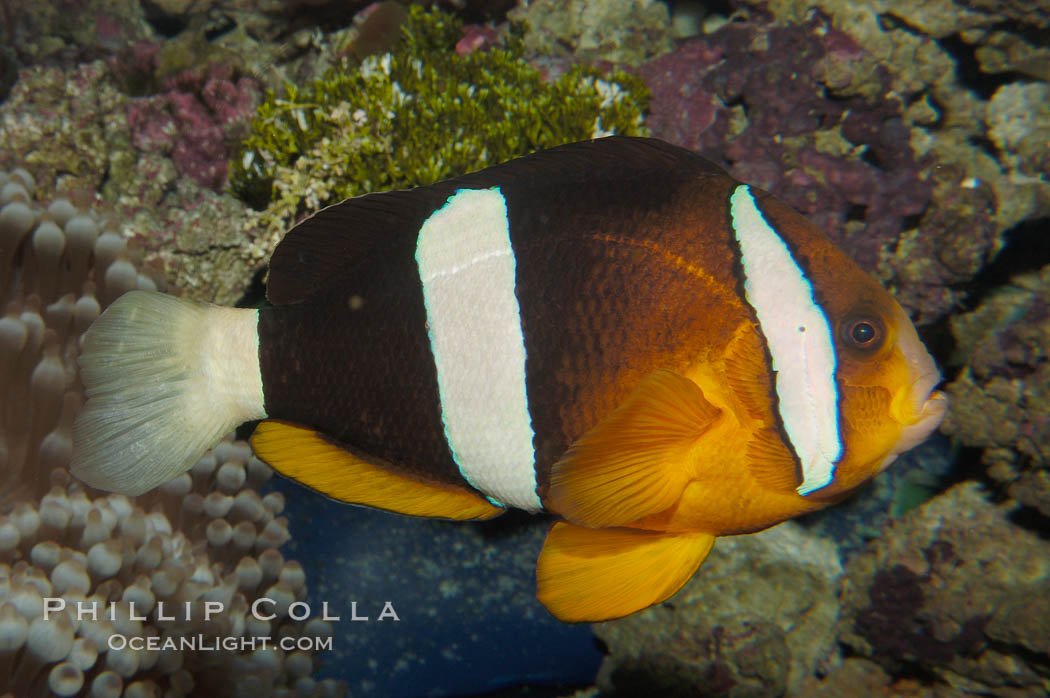Barrier reef anemonefish., Amphiprion akindynos, natural history stock photograph, photo id 08825