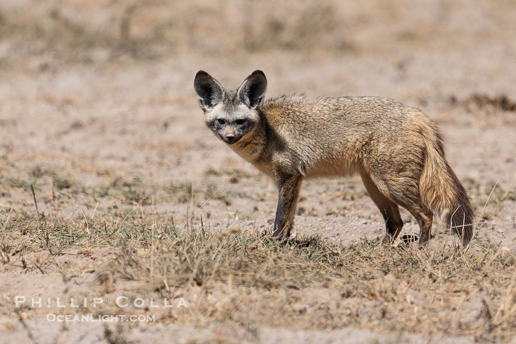 Bat-Eared Fox, Otocyon magalotis, Amboseli National Park. Kenya, Otocyon magalotis, natural history stock photograph, photo id 39741