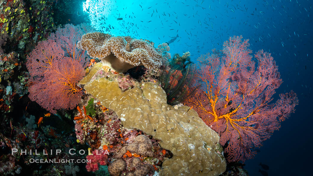 Beautiful Coral Reef Scene, Fiji. Vatu I Ra Passage, Bligh Waters, Viti Levu Island, Gorgonacea, natural history stock photograph, photo id 35047