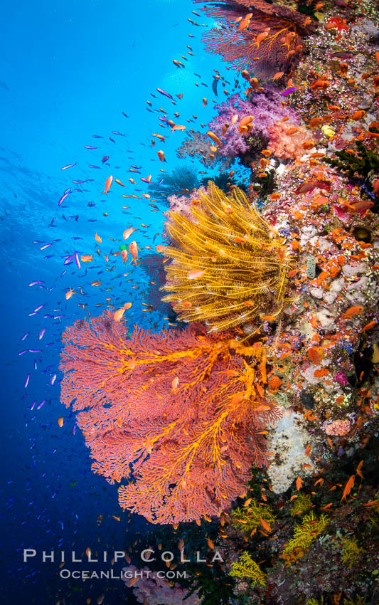 Beautiful Coral Reef Scene, Fiji. Vatu I Ra Passage, Bligh Waters, Viti Levu Island, Gorgonacea, natural history stock photograph, photo id 34981