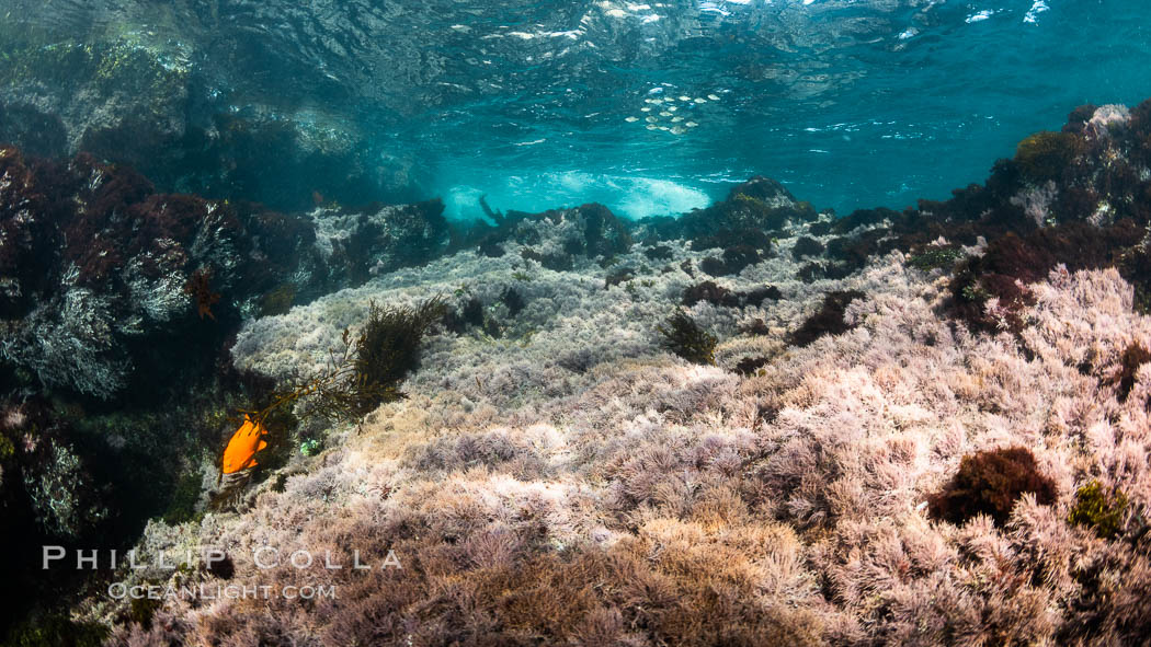 Beautiful Field of Red Marine Algae, Coronado Islands, Mexico. Coronado Islands (Islas Coronado), Baja California, natural history stock photograph, photo id 36537