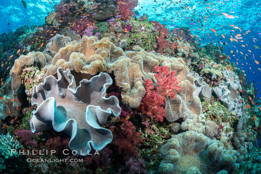 Spectacular pristine tropical reef, including dendronephthya soft corals, sarcophyton leather corals and schooling Anthias fishes, pulsing with life in a strong current over a pristine coral reef. Fiji is known as the soft coral capitlal of the world. Vatu I Ra Passage, Bligh Waters, Viti Levu  Island, Dendronephthya, Pseudanthias, Sarcophyton, natural history stock photograph, photo id 31458