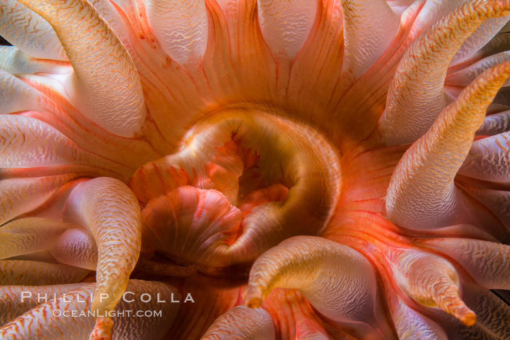Beautiful Anemone on Rocky Reef near Vancouver Island, Queen Charlotte Strait, Browning Pass, Canada. British Columbia, natural history stock photograph, photo id 34340