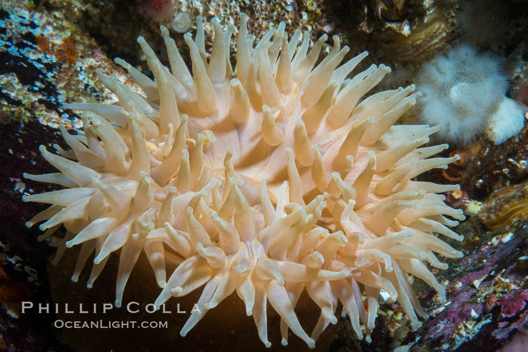 Beautiful Anemone on Rocky Reef near Vancouver Island, Queen Charlotte Strait, Browning Pass, Canada. British Columbia, natural history stock photograph, photo id 34368