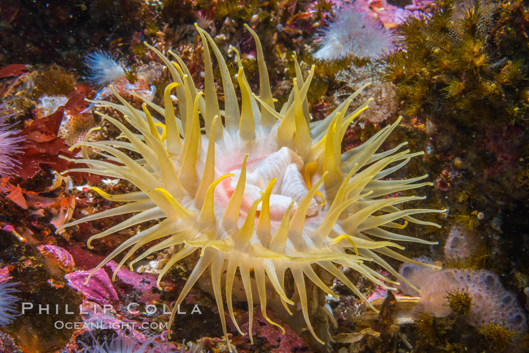 Beautiful Anemone on Rocky Reef near Vancouver Island, Queen Charlotte Strait, Browning Pass, Canada. British Columbia, natural history stock photograph, photo id 34361