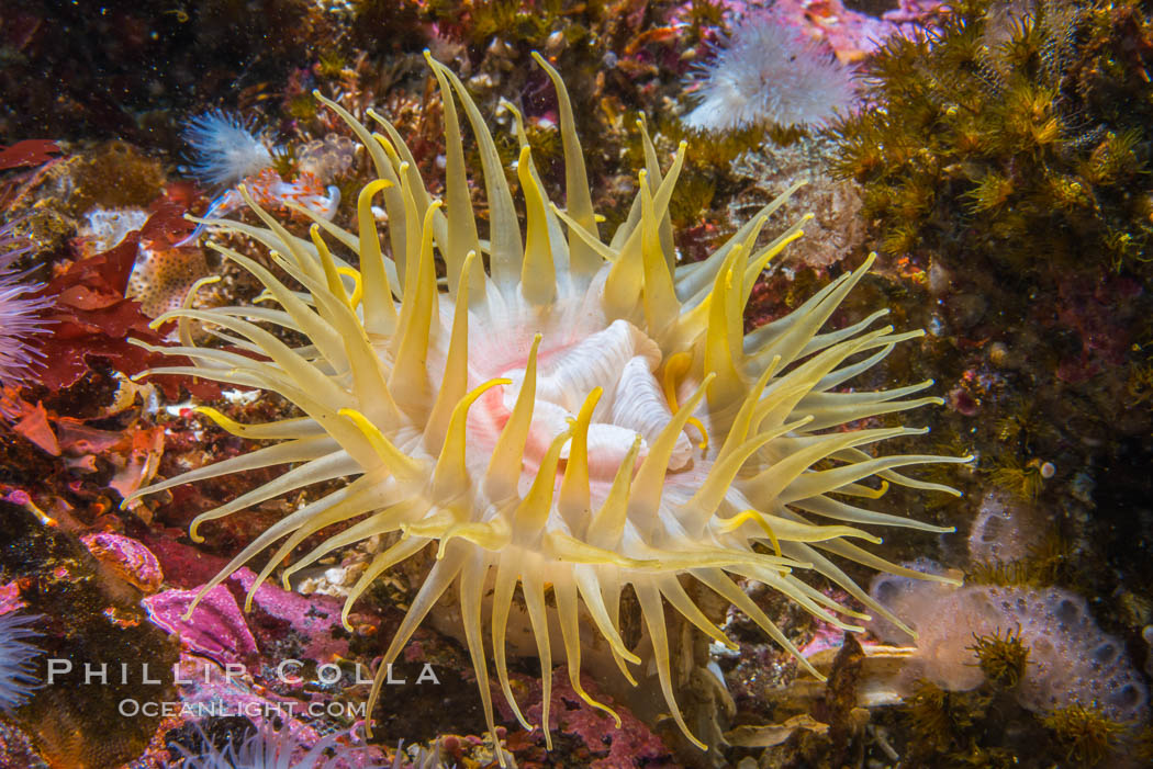 Beautiful Anemone on Rocky Reef near Vancouver Island, Queen Charlotte Strait, Browning Pass, Canada