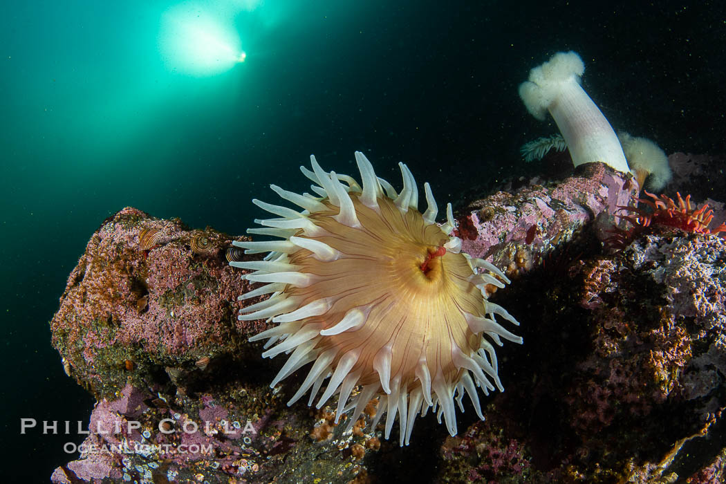 Beautiful tableau of cold water invetebrate life on a Vancouver Island reef, Browning Pass., natural history stock photograph, photo id 35434