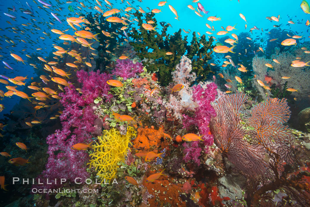 Beautiful tropical reef in Fiji. The reef is covered with dendronephthya soft corals and sea fan gorgonians, with schooling Anthias fishes swimming against a strong current., Dendronephthya, Gorgonacea, Pseudanthias, Tubastrea micrantha, natural history stock photograph, photo id 31614