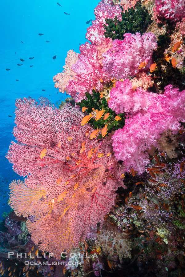 Beautiful tropical reef in Fiji. The reef is covered with dendronephthya soft corals and sea fan gorgonians, with schooling Anthias fishes swimming against a strong current., Dendronephthya, Gorgonacea, Pseudanthias, natural history stock photograph, photo id 31469