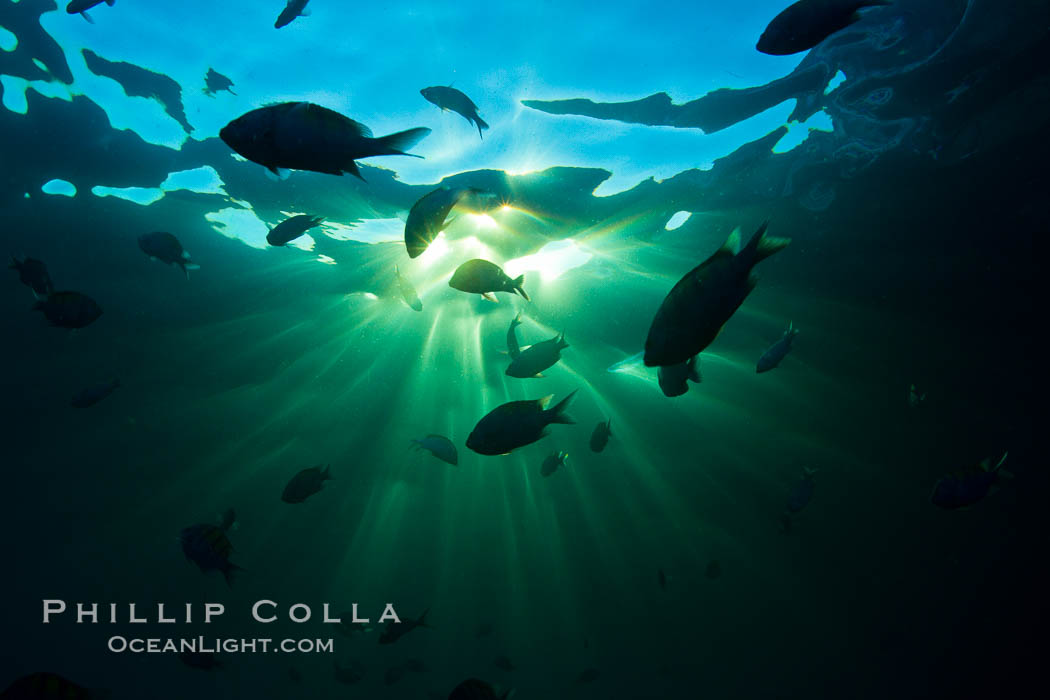 Beautiful underwater sunburst, glittering light through the ocean surface, Sea of Cortez, Baja California, Mexico., natural history stock photograph, photo id 27561