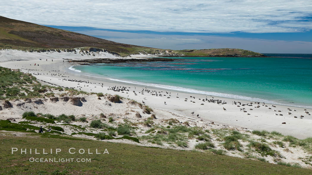Beautiful white sand beach, on the southern tip of Carcass Island, with gentoo and Magellanic penguins coming and going to sea. Falkland Islands, United Kingdom, Spheniscus magellanicus, natural history stock photograph, photo id 24062