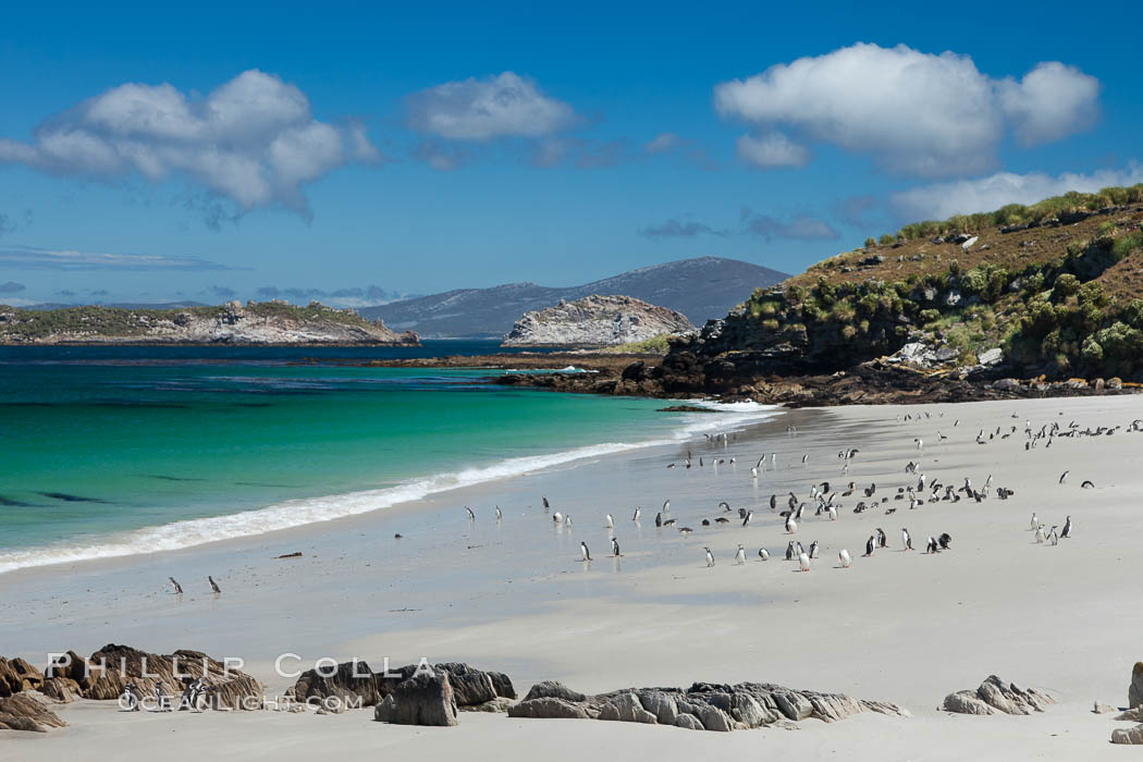 Beautiful white sand beach, on the southern tip of Carcass Island, with gentoo and Magellanic penguins coming and going to sea. Falkland Islands, United Kingdom, Spheniscus magellanicus, natural history stock photograph, photo id 23985