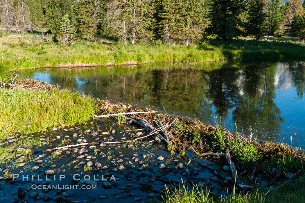 A beaver dam floods a sidewater of the Snake River, creating a pond near Schwabacher Landing. Grand Teton National Park, Wyoming, USA, Castor canadensis, natural history stock photograph, photo id 07342
