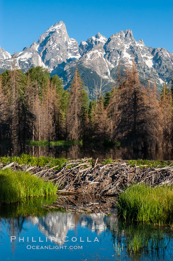 A beaver dam floods a sidewater of the Snake River, creating a pond near Schwabacher Landing. Grand Teton National Park, Wyoming, USA, Castor canadensis, natural history stock photograph, photo id 07341