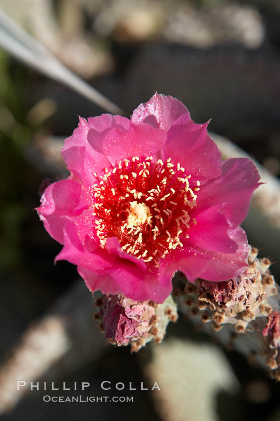 Beavertail cactus blooms in spring. Anza-Borrego Desert State Park, Borrego Springs, California, USA, Opuntia basilaris, natural history stock photograph, photo id 11586