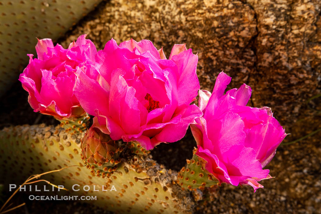 Beavertail cactus bloom.  Heavy winter rains led to a historic springtime bloom in 2005, carpeting the entire desert in vegetation and color for months. Anza-Borrego Desert State Park, Borrego Springs, California, USA, Opuntia basilaris, natural history stock photograph, photo id 10928