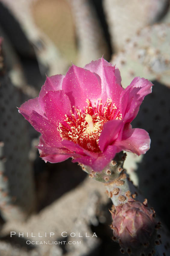 Beavertail cactus blooms in spring. Anza-Borrego Desert State Park, Borrego Springs, California, USA, Opuntia basilaris, natural history stock photograph, photo id 11585