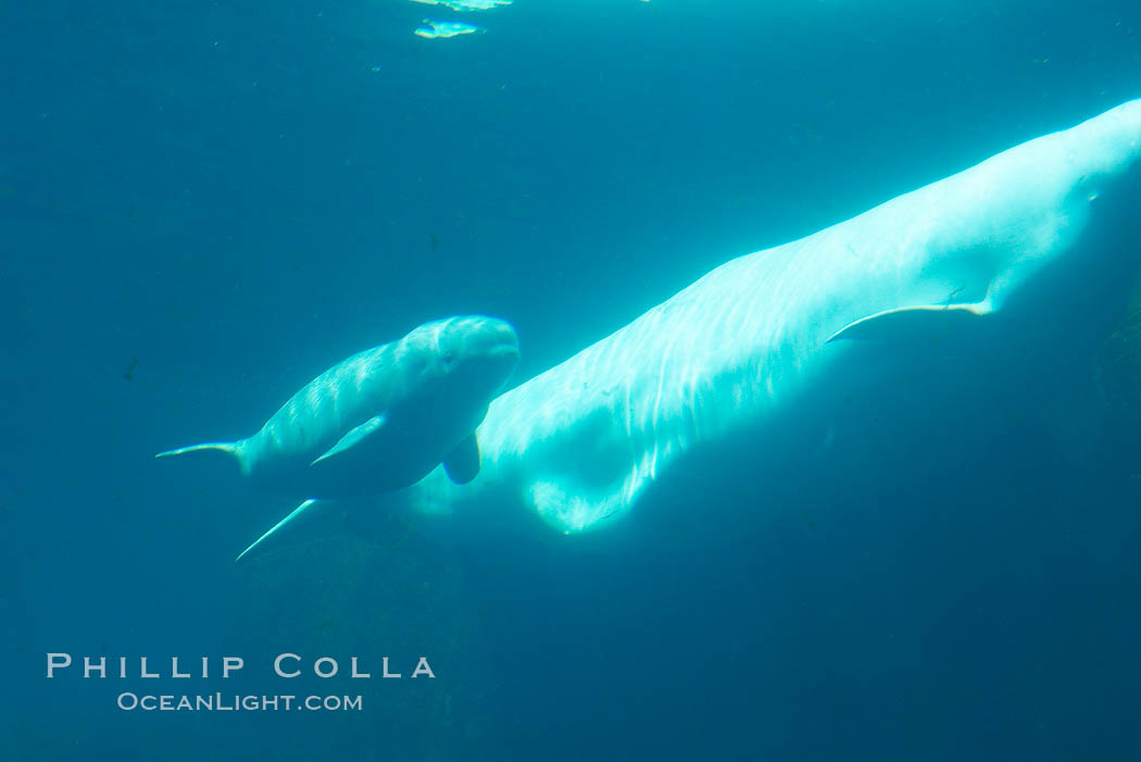 Beluga whale mother and calf. Vancouver Aquarium, British Columbia, Canada, natural history stock photograph, photo id 21172