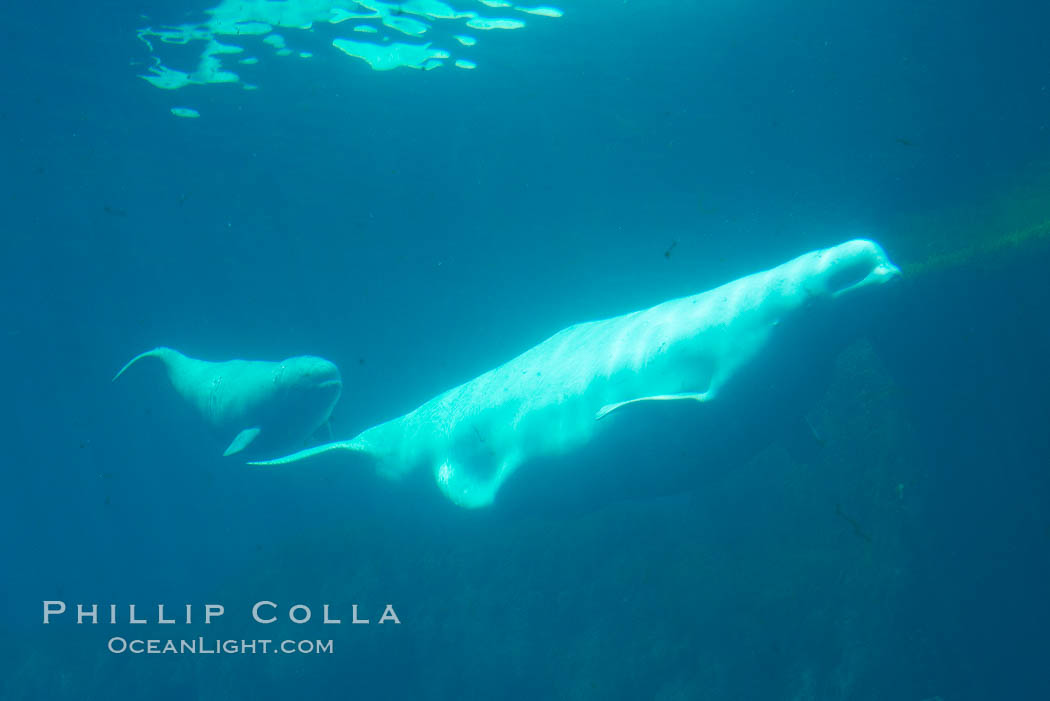 Beluga whale mother and calf. Vancouver Aquarium, British Columbia, Canada, natural history stock photograph, photo id 21171