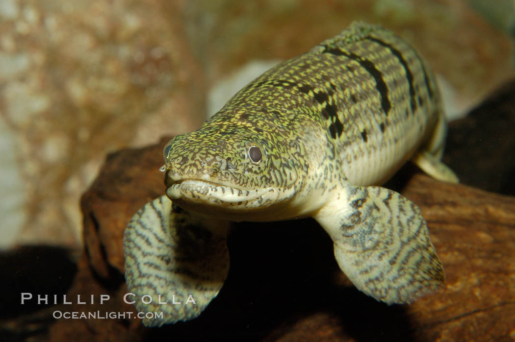 Bichir., Polypterus, natural history stock photograph, photo id 09270