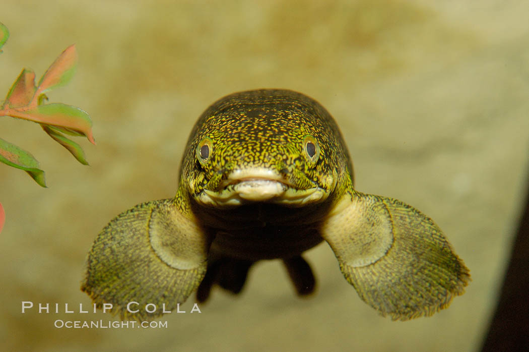 Bichir., Polypterus, natural history stock photograph, photo id 09358