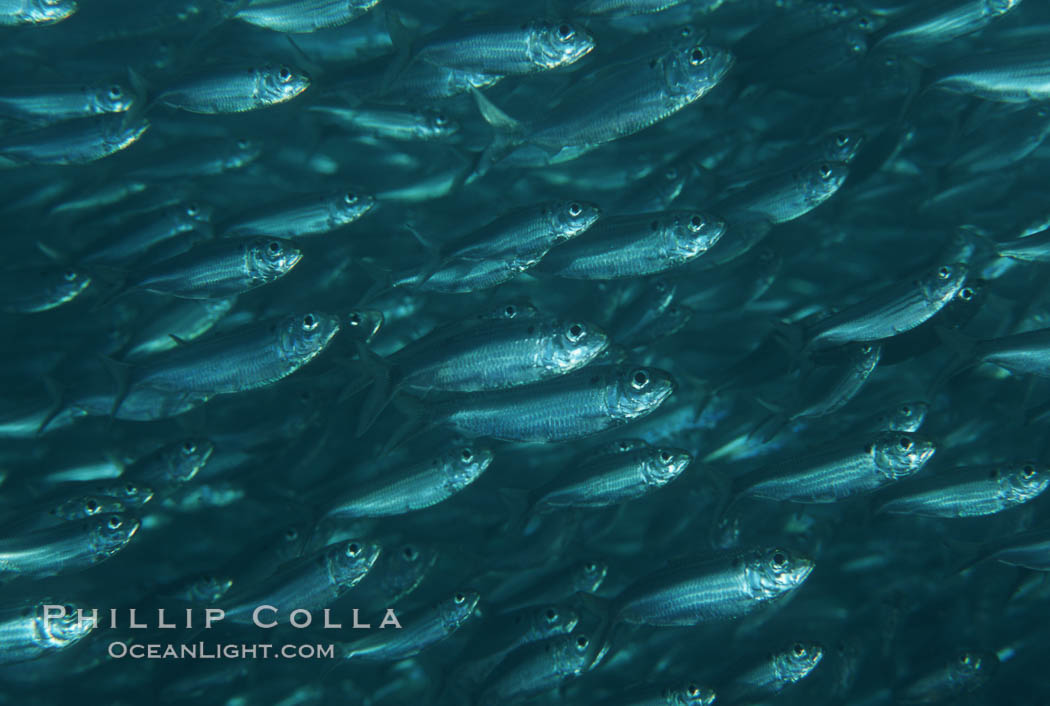 Bigeye scad, schooling, Sea of Cortez., Selar crumenophthalmus, natural history stock photograph, photo id 04805