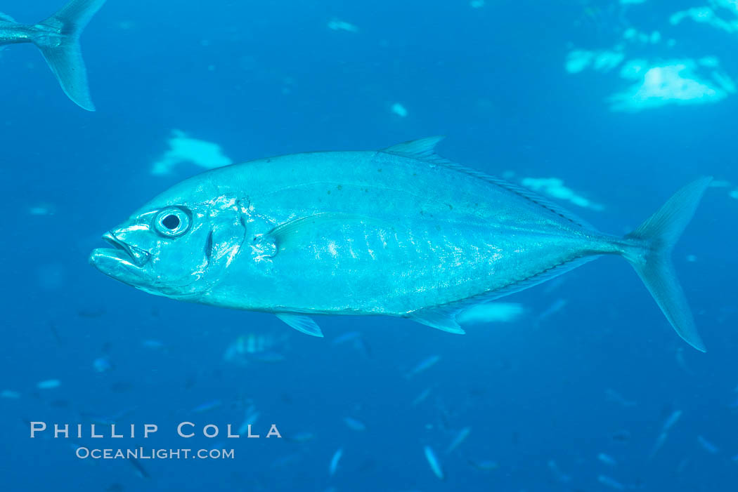 Barcheek Trevally, Fiji. Makogai Island, Lomaiviti Archipelago, Carangoides plagiotaenia, natural history stock photograph, photo id 31558