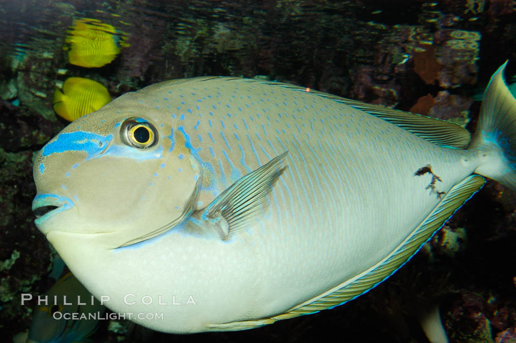 Big-nosed unicornfish., Naso vlamingii, natural history stock photograph, photo id 08686