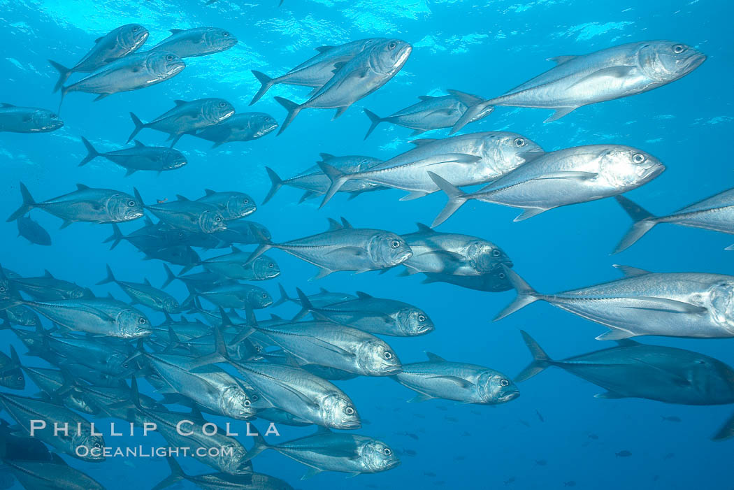 Bigeye trevally jacks, schooling. Darwin Island, Galapagos Islands, Ecuador, Caranx sexfasciatus, natural history stock photograph, photo id 16346