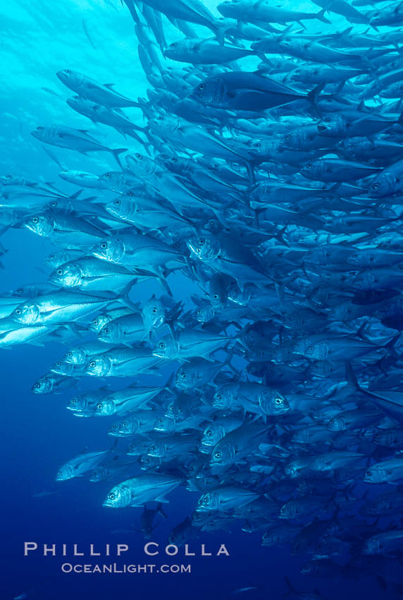 Jacks schooling. Cocos Island, Costa Rica, Caranx sexfasciatus, natural history stock photograph, photo id 05272