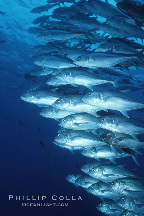 Jacks schooling. Cocos Island, Costa Rica, Caranx sexfasciatus, natural history stock photograph, photo id 05275