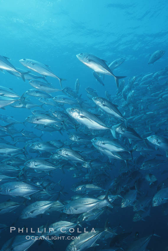 Jacks schooling. Cocos Island, Costa Rica, Caranx sexfasciatus, natural history stock photograph, photo id 05280