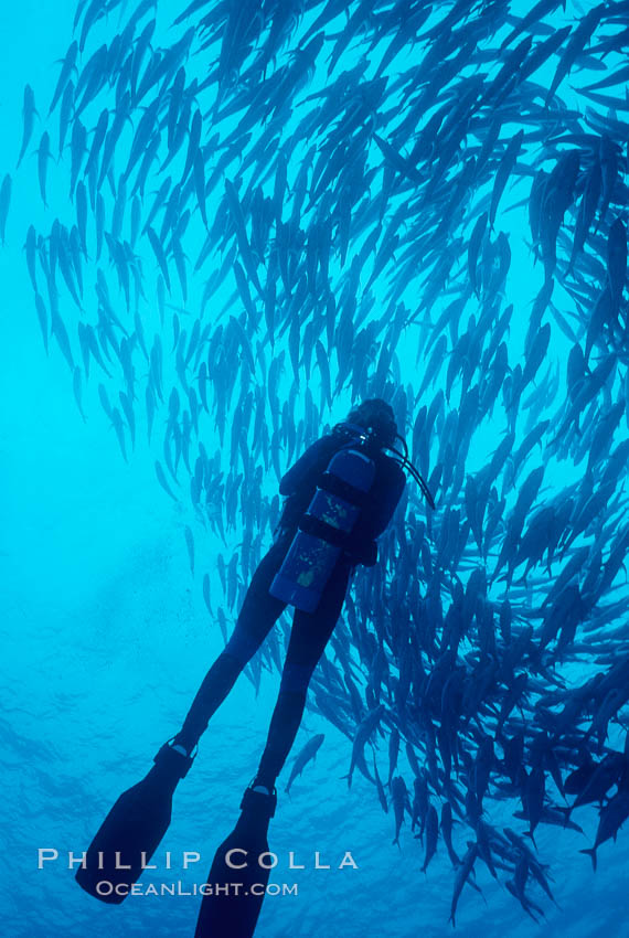 Diver and schooling jacks. Cocos Island, Costa Rica, Caranx sexfasciatus, natural history stock photograph, photo id 02047