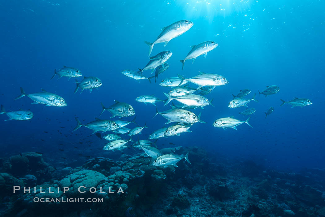 Bigeye Trevally, Bigeye Jacks, Caranx sexfasciatus, Clipperton Island. France, natural history stock photograph, photo id 33021