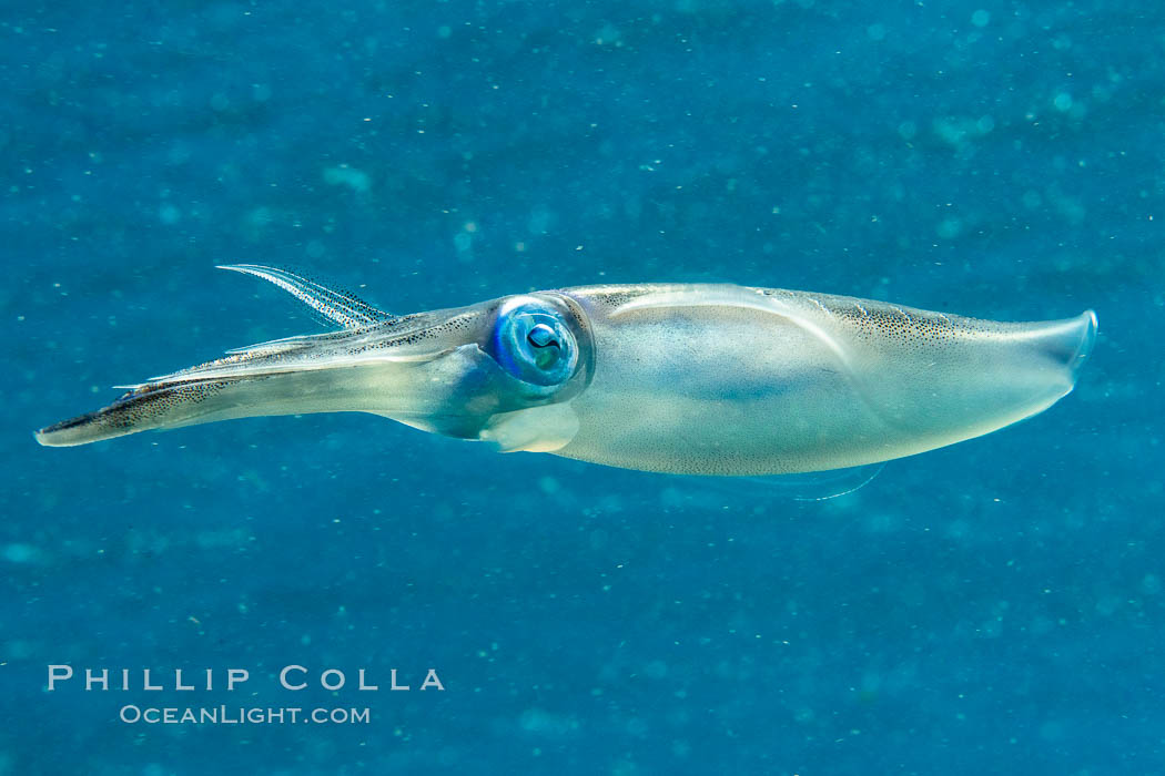 Bigfin reef squid, sepioteuthis lessoniana, Fiji., natural history stock photograph, photo id 34778