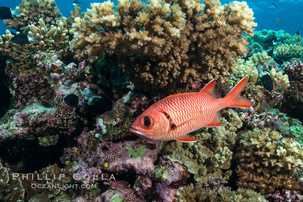 Bigscale Soldierfish, Myripristis berndti, Fiji. Wakaya Island, Lomaiviti Archipelago, natural history stock photograph, photo id 31543