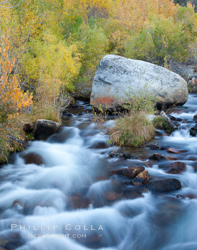 Bishop creek and turning aspens, south fork of Bishop Creek in the eastern Sierra Nevada. Bishop Creek Canyon Sierra Nevada Mountains, California, USA, Populus tremuloides, natural history stock photograph, photo id 26071