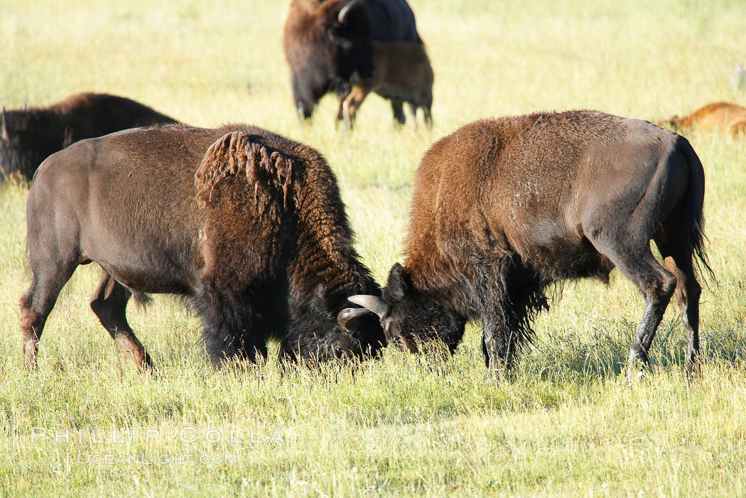 Bison lock horns in a sparring session. Lamar Valley, Yellowstone National Park, Wyoming, USA, Bison bison, natural history stock photograph, photo id 13122