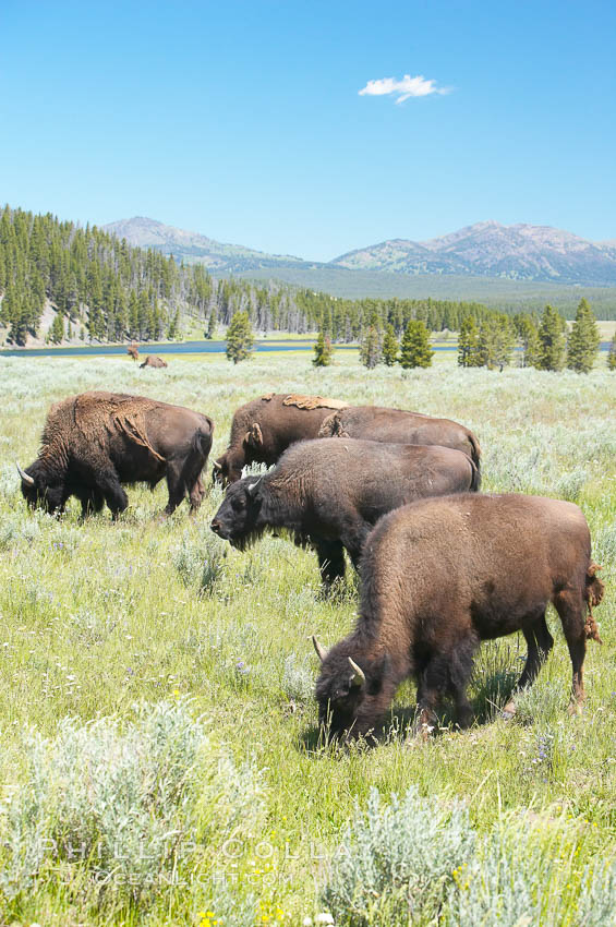 The Hayden herd of bison grazes near the Yellowstone River. Hayden Valley, Yellowstone National Park, Wyoming, USA, Bison bison, natural history stock photograph, photo id 13126