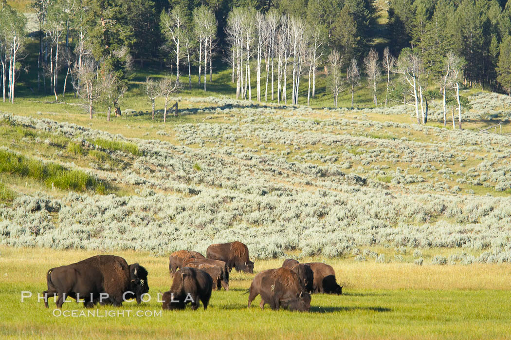 The Lamar herd of bison grazing. Lamar Valley, Yellowstone National Park, Wyoming, USA, Bison bison, natural history stock photograph, photo id 13130