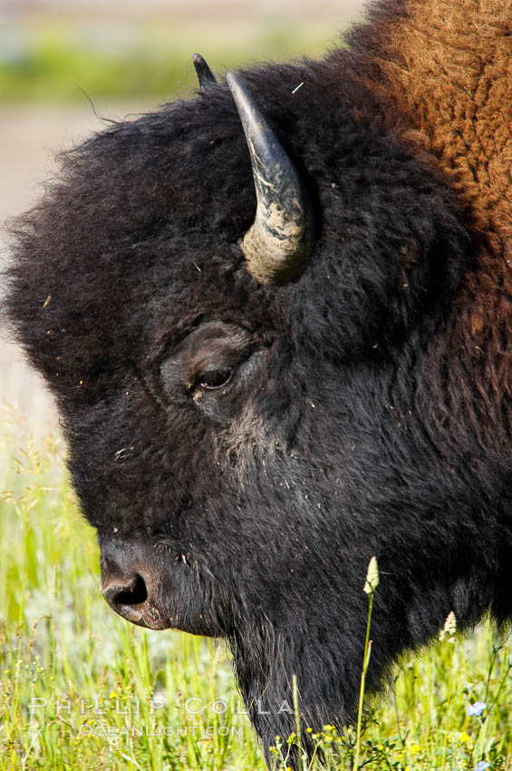 The bisons massive head is its most characteristic feature. Its forehead bulges because of its convex-shaped frontal bone. Its shoulder hump, dwindling bowlike to the haunches, is supported by unusually long spinal vertebrae. Over powerful neck and shoulder muscles grows a great shaggy coat of curly brown fur, and over the head, like an immense hood, grows a shock of black hair. Its forequarters are higher and much heavier than its haunches. A mature bull stands about 6 1/2 feet (2 meters) at the shoulder and weighs more than 2,000 pounds (900 kilograms). The bisons horns are short and black. In the male they are thick at the base and taper abruptly to sharp points as they curve outward and upward; the females horns are more slender. Yellowstone National Park, Wyoming, USA, Bison bison, natural history stock photograph, photo id 13120