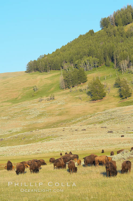 The Lamar herd of bison grazing. Lamar Valley, Yellowstone National Park, Wyoming, USA, Bison bison, natural history stock photograph, photo id 13124
