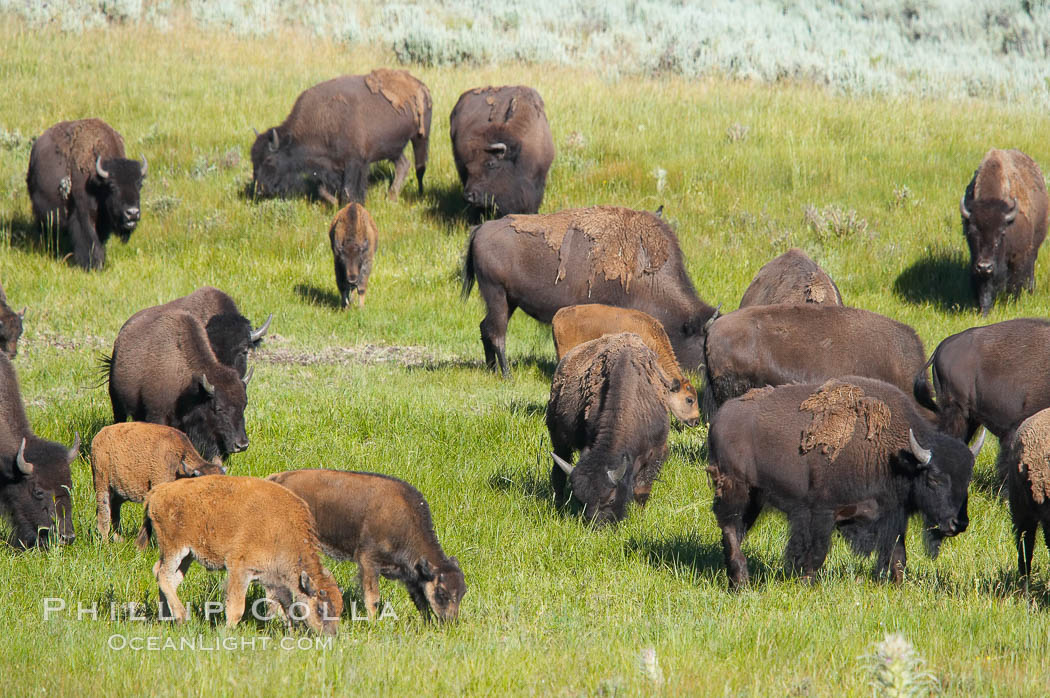 The Lamar herd of bison grazes, a mix of mature adults and young calves. Lamar Valley, Yellowstone National Park, Wyoming, USA, Bison bison, natural history stock photograph, photo id 13132