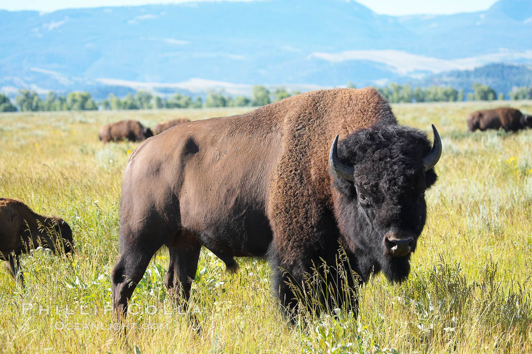 Bison. Grand Teton National Park, Wyoming, USA, Bison bison, natural history stock photograph, photo id 13011