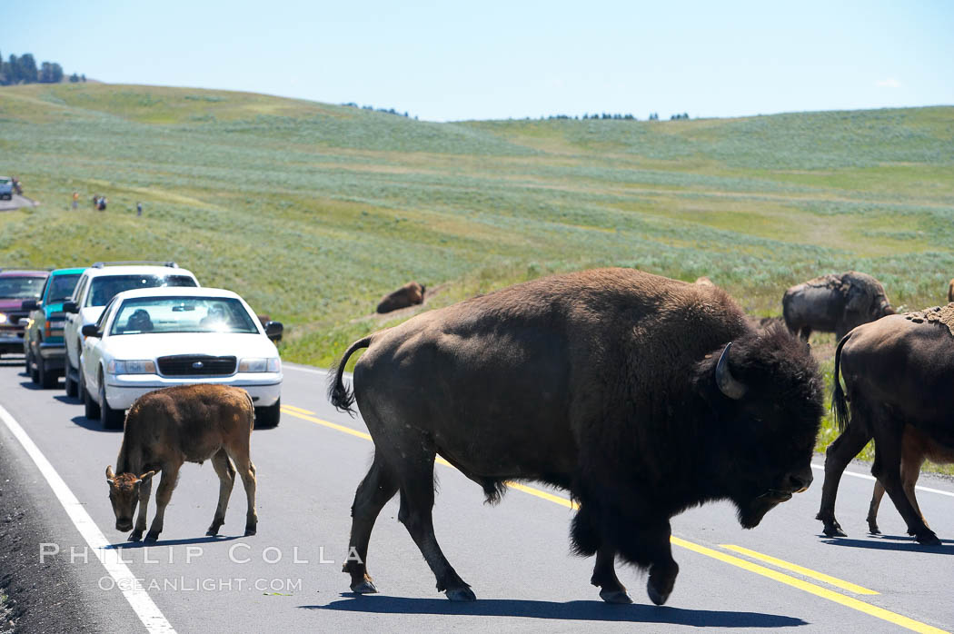 A herd of bison crosses the road, creating a bison-jam while visitors watch from the safety of their cars. Hayden Valley, Yellowstone National Park, Wyoming, USA, Bison bison, natural history stock photograph, photo id 13127