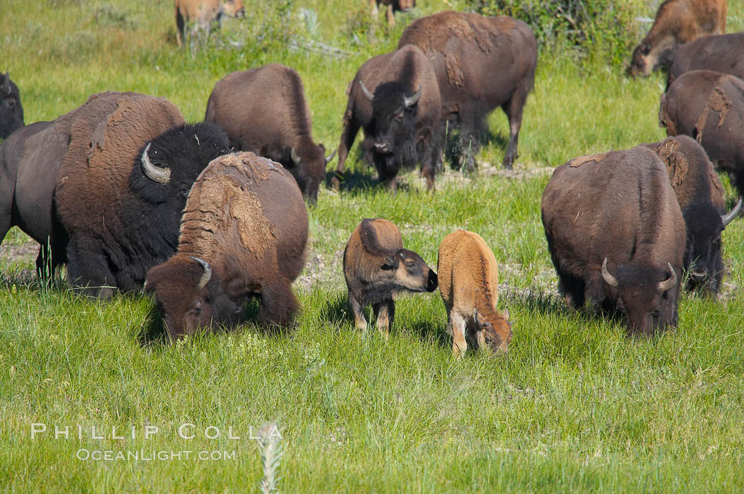 The Lamar herd of bison grazes, a mix of mature adults and young calves. Lamar Valley, Yellowstone National Park, Wyoming, USA, Bison bison, natural history stock photograph, photo id 13131