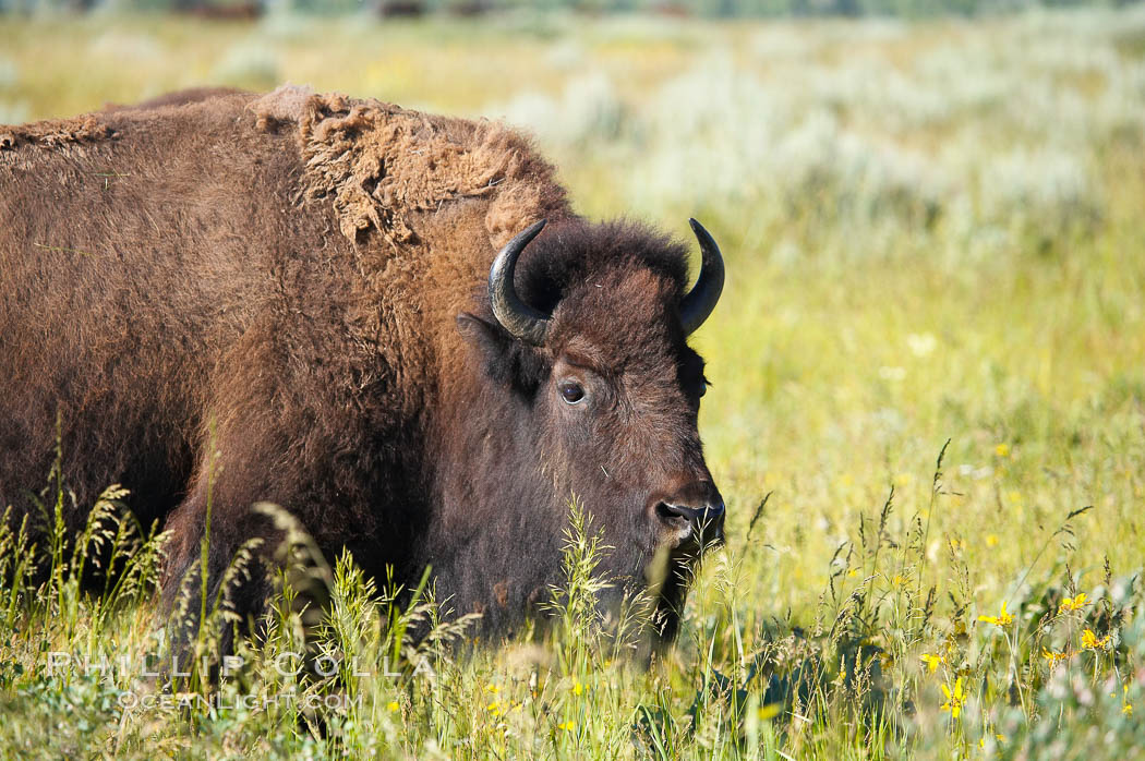Bison. Grand Teton National Park, Wyoming, USA, Bison bison, natural history stock photograph, photo id 13009