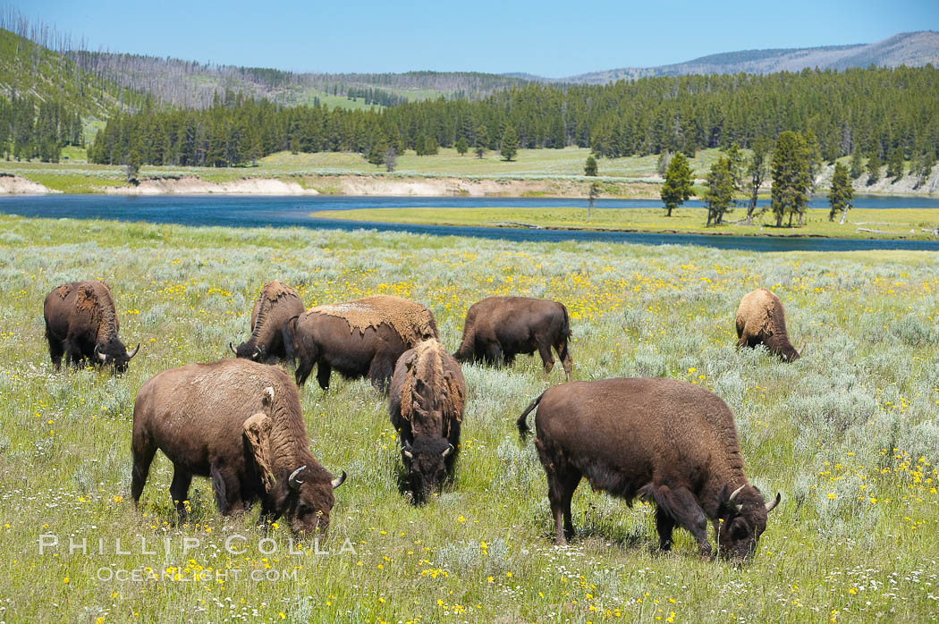 The Hayden herd of bison grazes near the Yellowstone River. Hayden Valley, Yellowstone National Park, Wyoming, USA, Bison bison, natural history stock photograph, photo id 13121