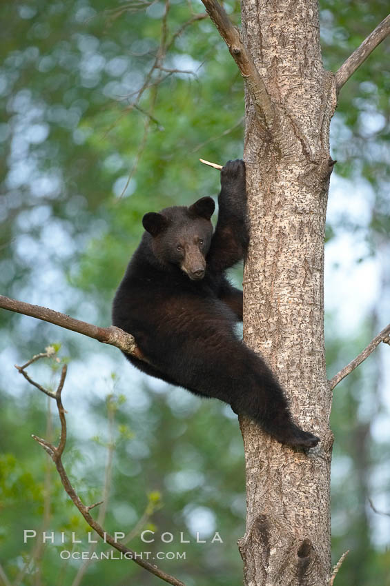 Black bear in a tree.  Black bears are expert tree climbers and will ascend trees if they sense danger or the approach of larger bears, to seek a place to rest, or to get a view of their surroundings. Orr, Minnesota, USA, Ursus americanus, natural history stock photograph, photo id 18762