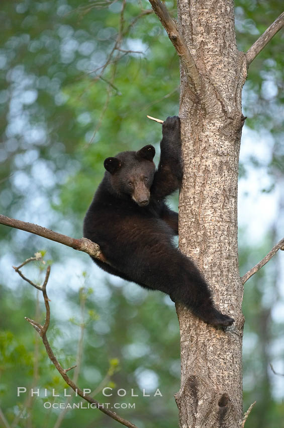 Black bear in a tree.  Black bears are expert tree climbers and will ascend trees if they sense danger or the approach of larger bears, to seek a place to rest, or to get a view of their surroundings. Orr, Minnesota, USA, Ursus americanus, natural history stock photograph, photo id 18842